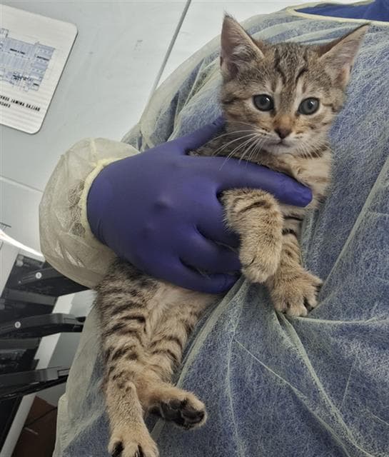 Curie - Domestic Short Hair