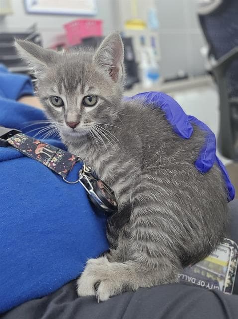 Meowth - Domestic Short Hair