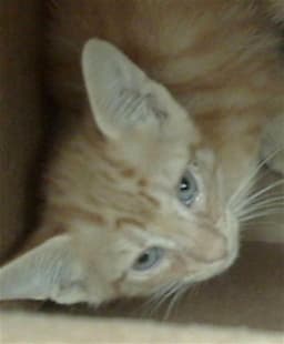 Hunter image 1