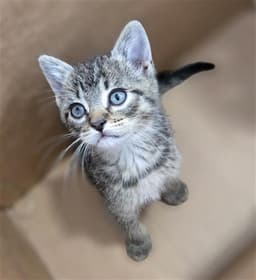 Buttercup image 1