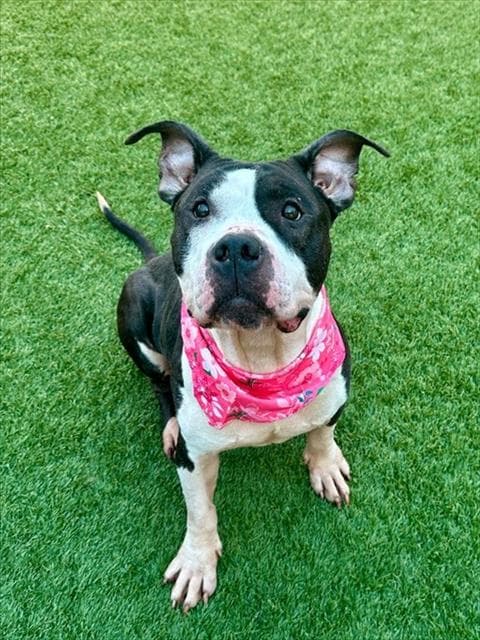 Kassandra - Pit Bull Terrier