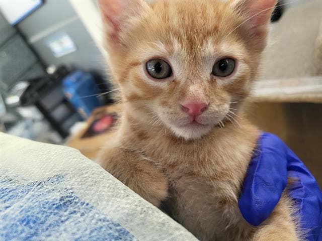 Atlas - Domestic Medium Hair