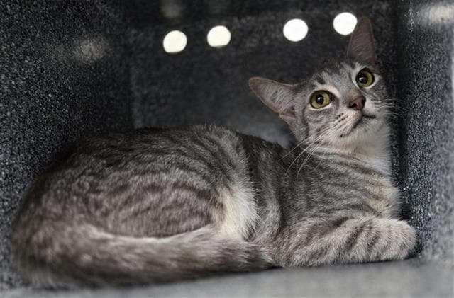 Nermal - Domestic Short Hair