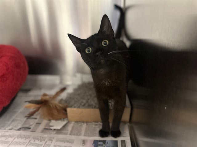 Luna - Domestic Short Hair