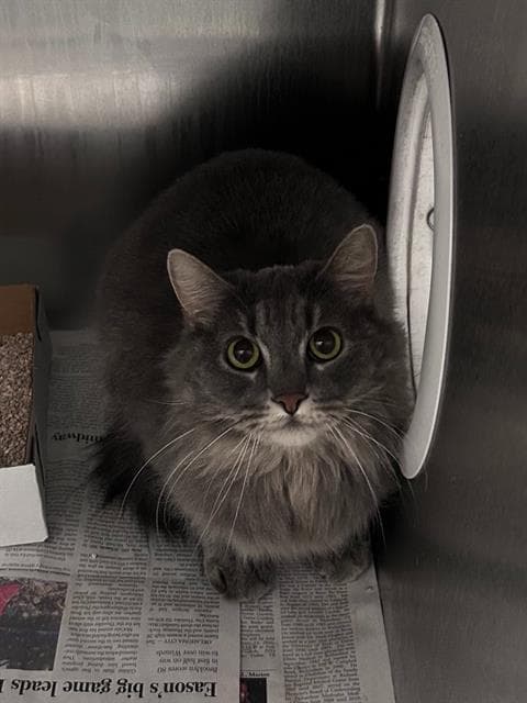 Velvet - Domestic Long Hair