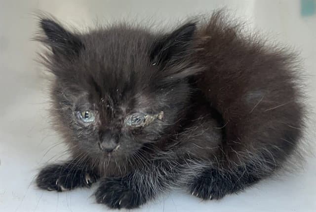 King - Domestic Long Hair