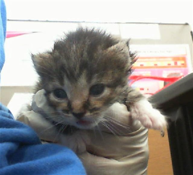 Spice - Domestic Short Hair
