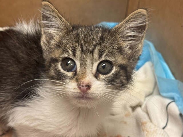 Bruce Wayne - Domestic Short Hair