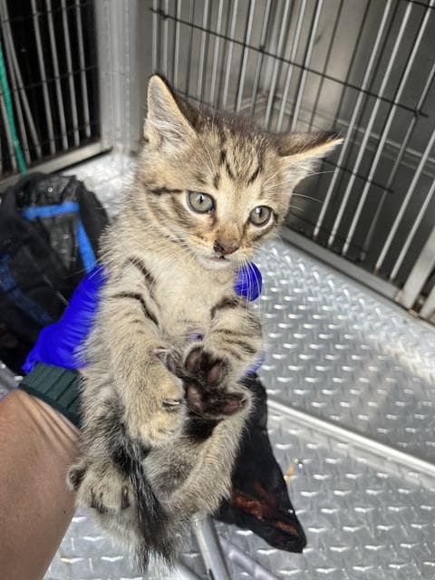 Junior - Domestic Short Hair