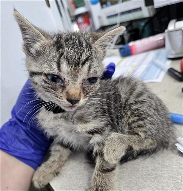 Ivory - Domestic Short Hair