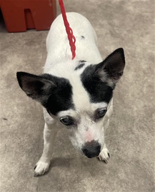 Julia - Rat Terrier