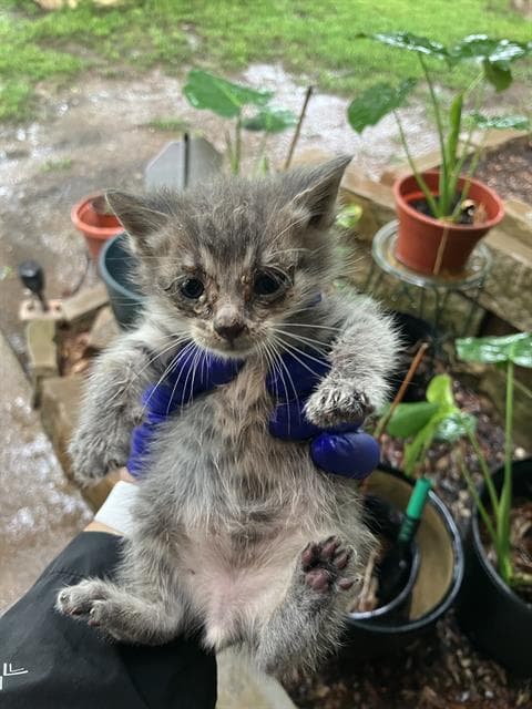 Scott - Domestic Short Hair
