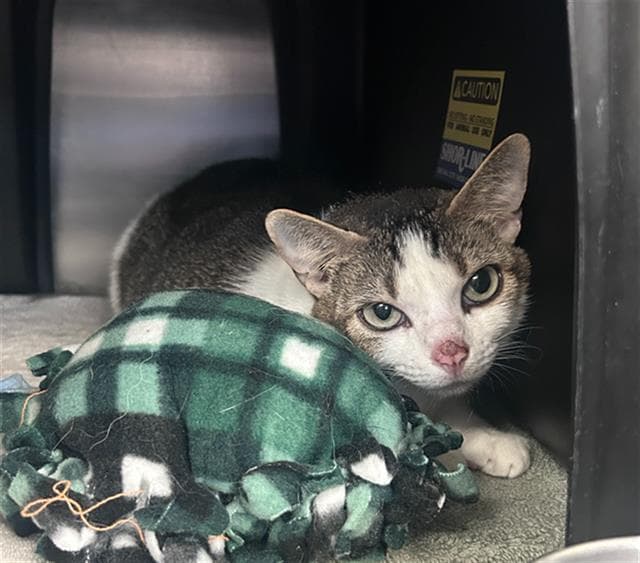 Ssaeng-Tte-Jwi - Domestic Short Hair