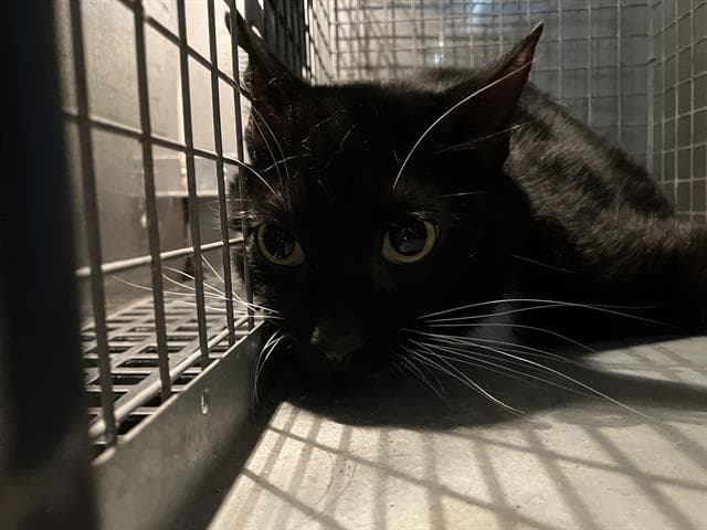 Mong-Two - Domestic Short Hair