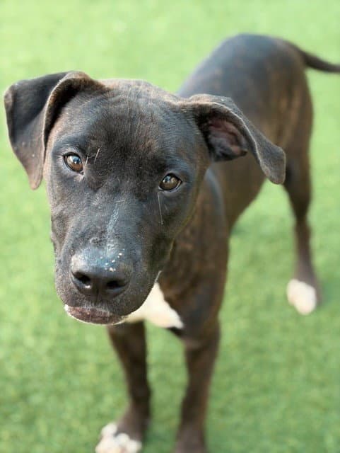 Blair - Pit Bull Terrier