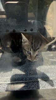 Titos - Domestic Long Hair