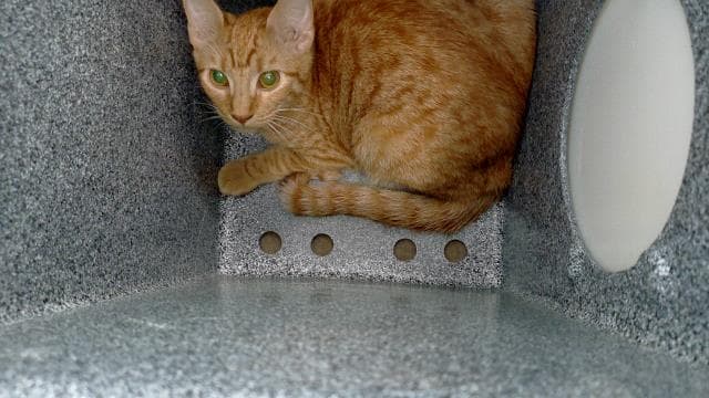 Maruchan - Domestic Medium Hair