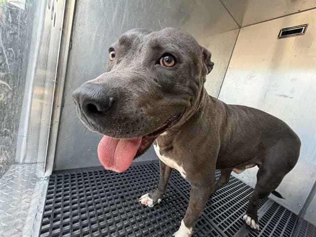 Leather - Pit Bull Terrier