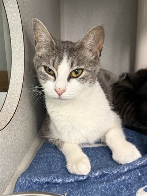 Zena - Domestic Short Hair