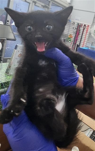 Moose - Domestic Short Hair