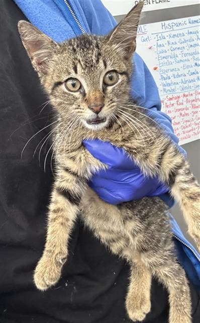 Buddy - Domestic Short Hair