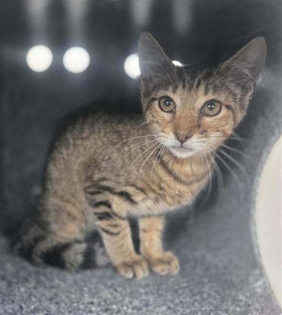 Zola - Domestic Short Hair