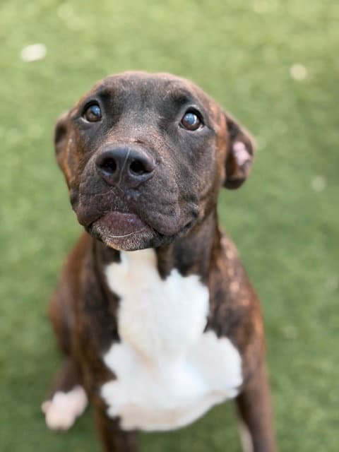 Apple - Pit Bull Terrier