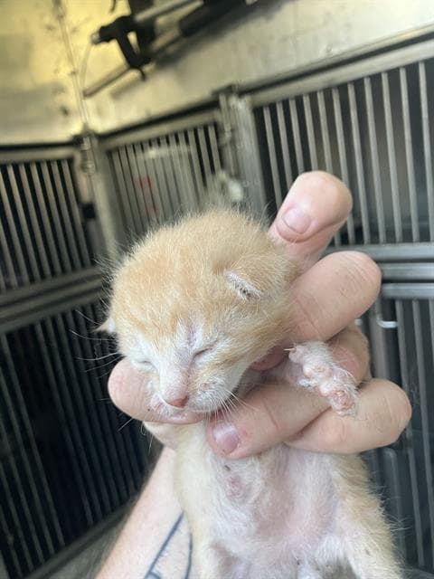 Kitten - Domestic Medium Hair
