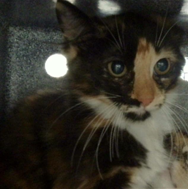 Charlie - Domestic Medium Hair