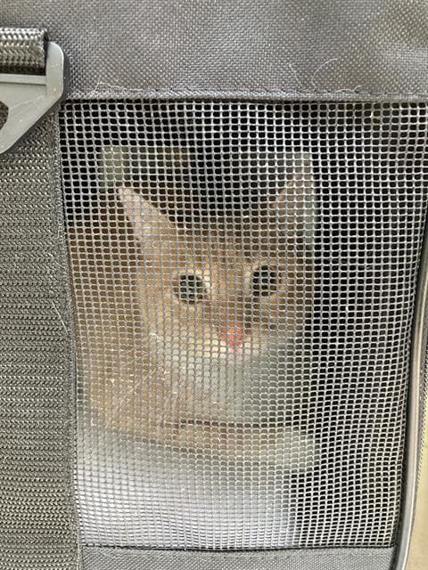 Sol - Domestic Short Hair