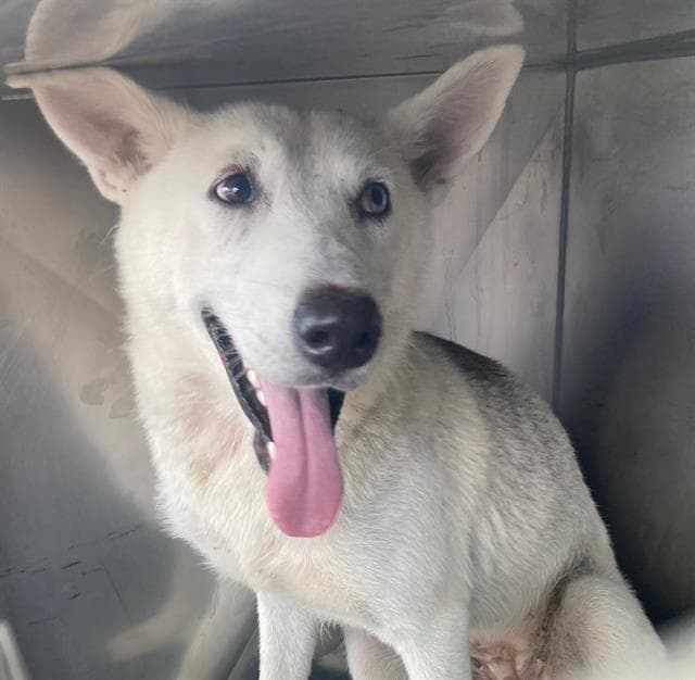 Bonnie - Husky