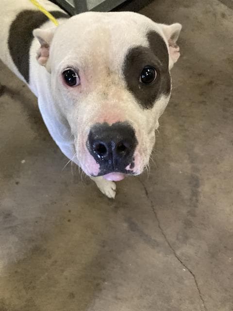 Diane - Pit Bull Terrier
