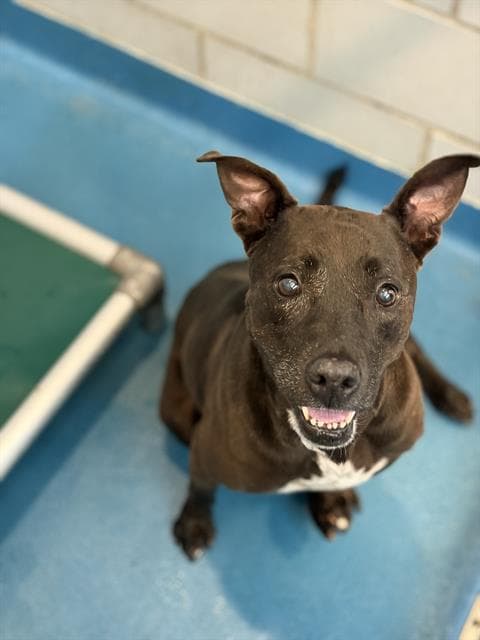 Zara - Pit Bull Terrier