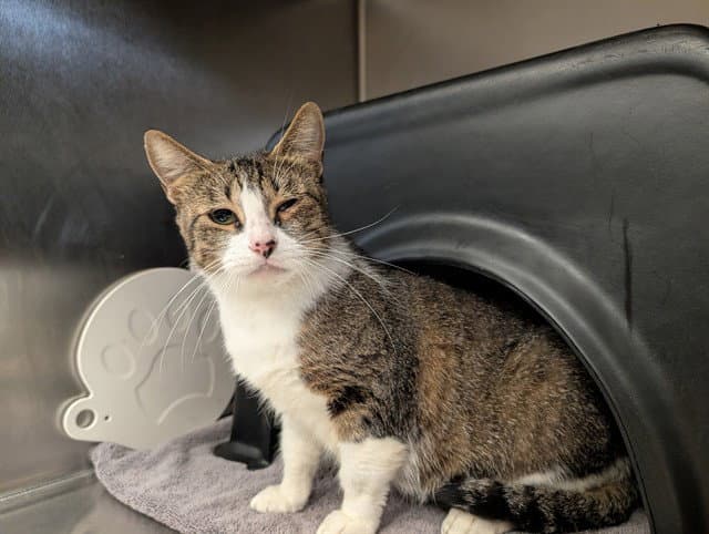 Nancy - Domestic Short Hair