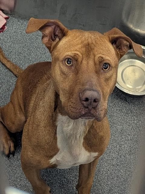 Pooh - Pit Bull Terrier