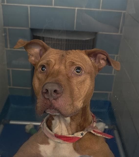 Pooh - Pit Bull Terrier