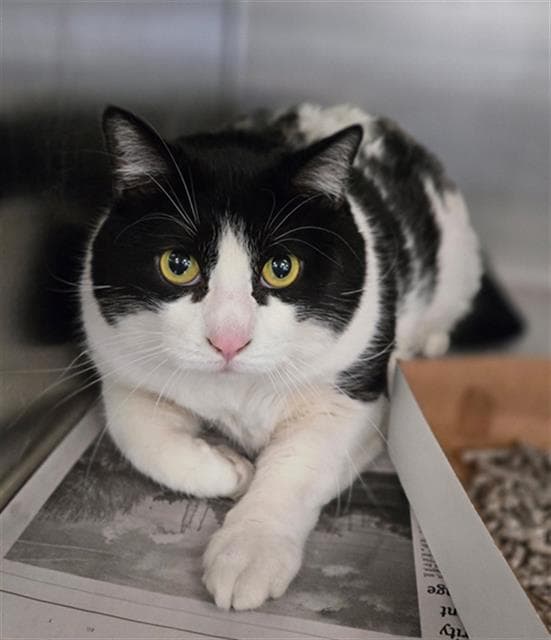 Ash - Domestic Short Hair