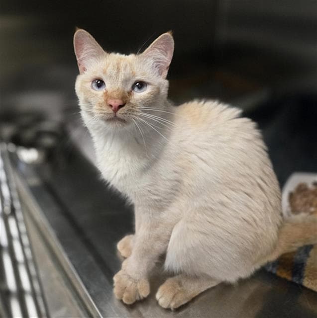 Jessica - Domestic Medium Hair