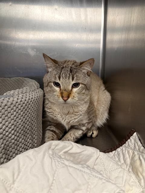 Lark - Domestic Short Hair