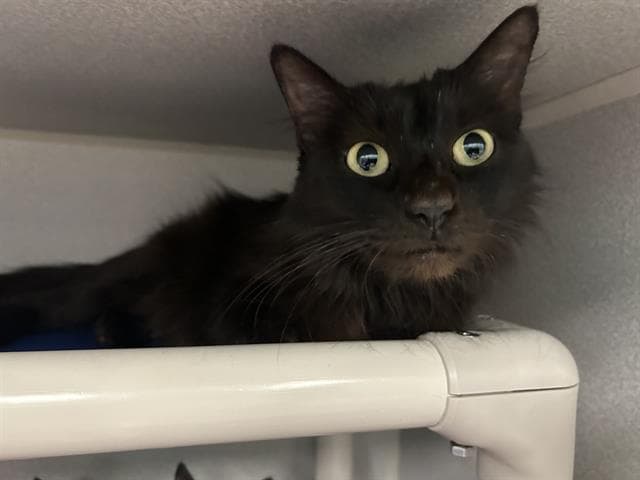 Mamas - Domestic Short Hair