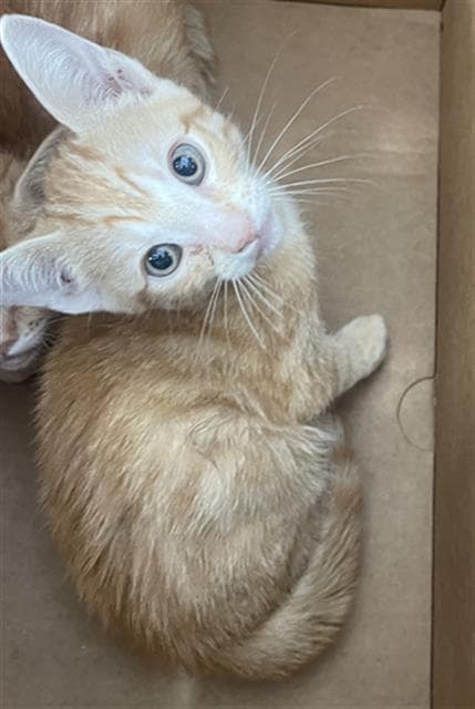 Zoei - Domestic Short Hair