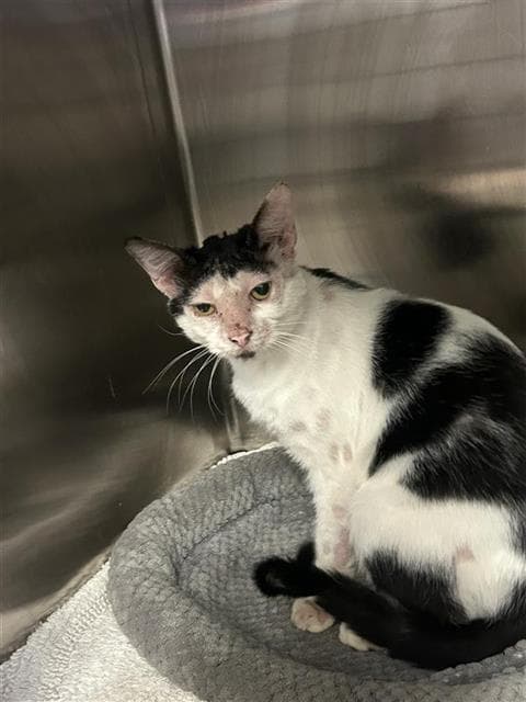 Drew - Domestic Short Hair