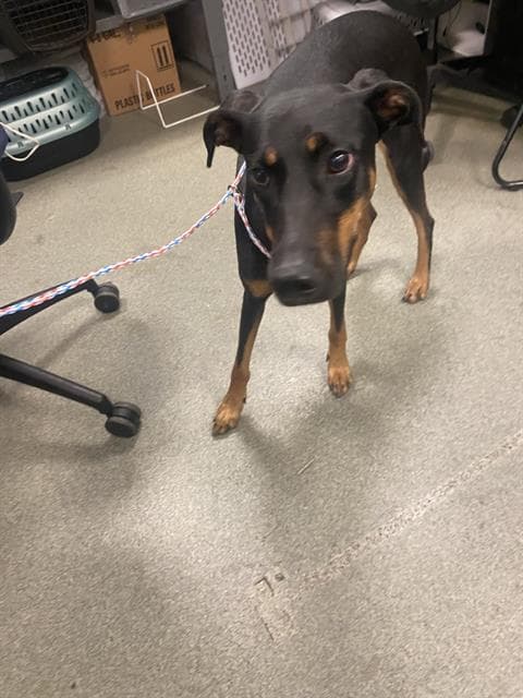 Moon - Doberman Pinscher