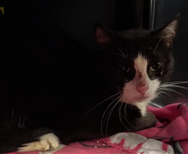 Seuss - Domestic Short Hair