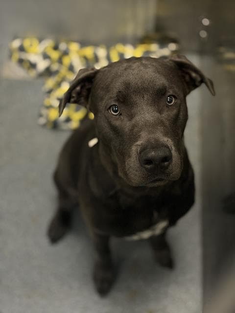 Bruno - Pit Bull Terrier