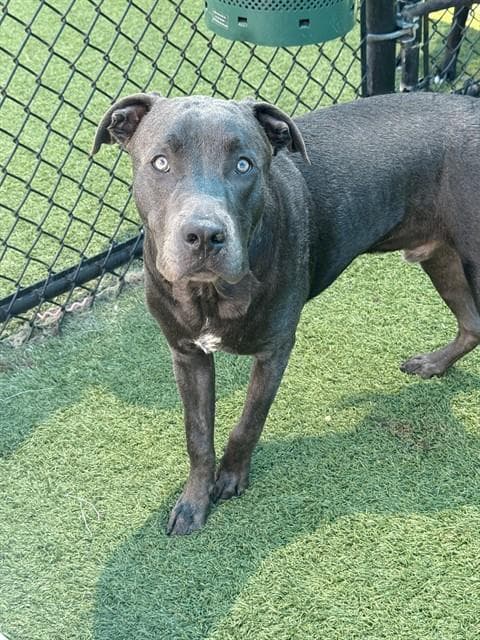 Bruno - Pit Bull Terrier