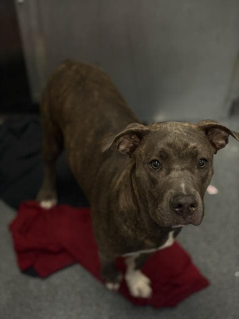 Lois - Pit Bull Terrier