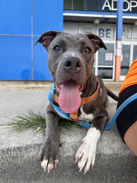 Lois - Pit Bull Terrier
