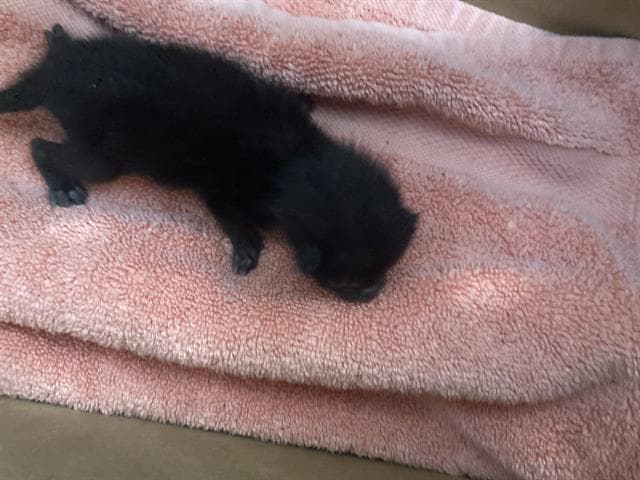 Moon - Domestic Short Hair