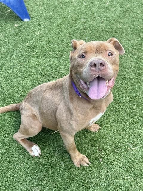 Gigi - Pit Bull Terrier